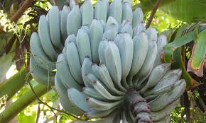 It is also recommended to follow the same steps with healthy flowers immediately surrounding your attacked plant to help prevent the spread of aphids. Blue Java Banana The Ice Cream Banana Plant Epic Gardening In 2021 Banana Plants Banana Ice Cream Banana