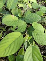 Image result for Pleurolobus