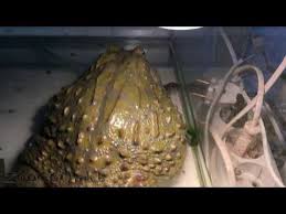 pin na doske video o zhivotnyh zoocom live