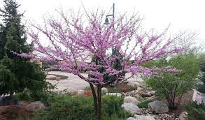 Check spelling or type a new query. What S The Best Size Tree To Buy Plant Independent Tree
