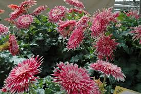 Image result for Gerbera jamesonii