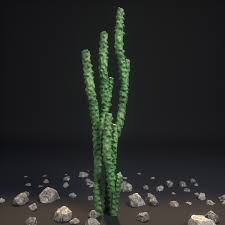 There are three monstrose varieties: Totem Pole Cactus Lophocereus Schottii Var Monstrosus 3d Model Max Obj Fbx Dae