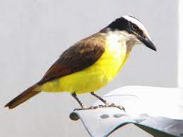 Pin En Aves