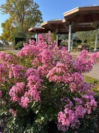 Image result for Lagerstroemia indica