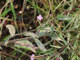 Image result for Epilobium