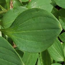 Image result for Alstroemeria pulchella