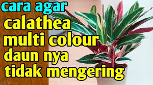 Daun calathea yang keriting atau melengkung adalah tanda dehidrasi tanaman dan merupakan mekanisme yang digunakan tanaman untuk mengurangi kehilangan air. Cara Agar Calathea Multi Colour Daun Tidak Mengering Youtube