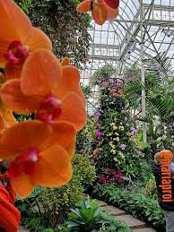 2019 New York Botanical Garden Orchid Show Singapore Nybg Orchid Show Flower Photos Orchids