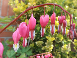 Es kann zu vergiftungen kommen. Herzblume Dicentra Spectabilis Giftige Pflanze Online Kaufen