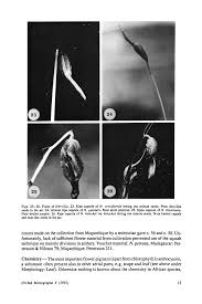 Image result for Nervilia petraea