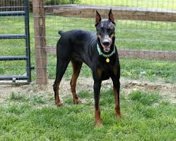 Dobermans available for adoption the following 5 doberman(s) are currently in our rescue program. Doberman Rescue Of The Triad Available Dobes Doberman Rescue Dobermann Pinscher Doberman Pinscher