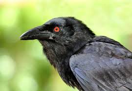 Black Bird With Blue Neck Michigan White Necked Crow Crow Black Bird Animals