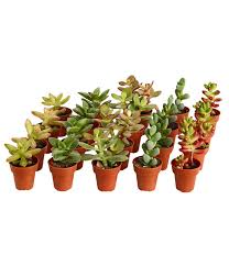 Simply succulents® invites you to shop our wide variety of beautiful, versatile and striking succulents! Mini Sukkulenten Verschiedene Sorten Dehner