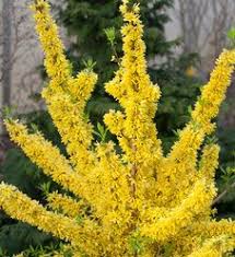 Show Off Sugar Baby Forsythia X Plants Yellow Plants Flowering Shrubs