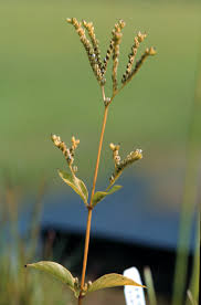 Image result for Lobelia petiolata