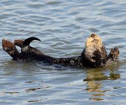 Friendsoftheseaotter On Twitter Otters Sea Otter Otter Love