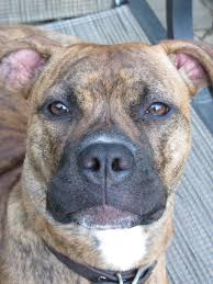 Pitbull Boxer Mix Black And Brown Beautiful Brindle Pitbull Boxer Mix Pitbull Boxer Pitbull Boxer Mix Boxer Mix Puppies