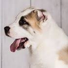 pin na doske lakomstva dlya sobak