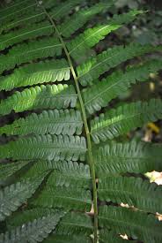 Image result for Diplazium humbertii