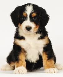 We have bernedoodle puppies for sale, these loving and intelligent puppies are a cross between a bernese mountain dog and a poodle, these are a few words that families use to buffaloridge's bernedoodle & sheepadoodle puppies come with/from: Bernedoodle Puppy From Swissridge Kennels Dogs