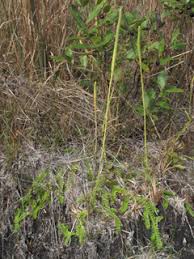 Image result for Lycopodiella caroliniana