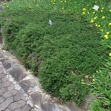 Image result for Cliffortia