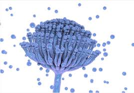 Image result for Mycotoxin