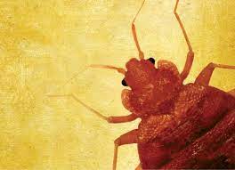 Bed Bugs As Vectors What We Don T Know Could Hurt Us Pct Pest Control Technology
