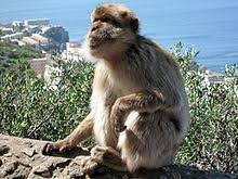 Hochwertige und bezahlbare, lizenzfreie sowie lizenzpflichtige bilder. Gibraltar Wikipedia