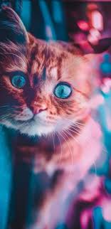 Halo teman, pada kesempatan kali ini kami akan memposting informasi populer seputar pink gambar kartun kucing lucu untuk wallpaper hp. Iphone Wallpaper Animals 505 Cat Wallpaper Iphone Wallpaper Cat Animal Wallpaper