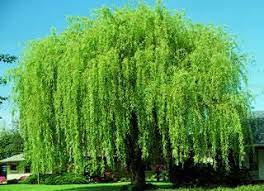 Check spelling or type a new query. Wisconsin Weeping Willow Shade Trees Stark Bro S