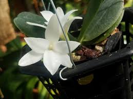 Image result for Aerangis kirkii