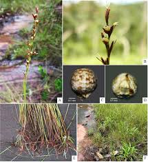 Image result for Scleria nyasensis