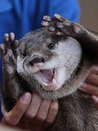 Pin By Rachel Sanders On Animals I Otter Be In Pictures Otters Cute Cute Baby Animals Cute Animals