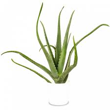 Aloe vera richtig gießen und düngen. Pflanzensteckbrief Aloe Vera Richtig Pflegen Und Ernten