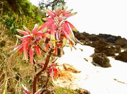 Image result for Aloe mossurilensis