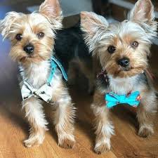 Instagram kullanıcıları bugün gün boyunca 'save a dog' paylaşımları ile karşılaştı. Augie Doggy Bat Dog And Super Dog At Your Service Superhero Bow Ties In Store Just In Time To Save The Day Repost Austin The Yorkie Crew Facebook