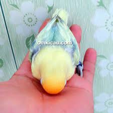 Lovebird parblue merupakan burung lovebird hasil perkembangbiakan yang mengalami mutasi sehingga warnanya nampak sebagian biru kekuningan dan biru keputihan. Parblue Paling Eksotik Di Indonesia Itu Pindah Ke Klaten Om Kicau