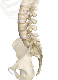 Image result for Lumbar vertebrae