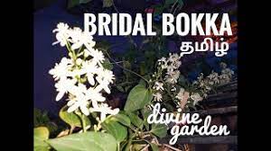 The plants can also be shrubs, but most often when gardeners discuss clematis, they other common names for these plants are traveller's joy, virgin's bower, old man's beard, leather flower, and vase vine. How To Grow Bridal Bokka Plant Clematis Terniflora Tamil Tips And Tricks Youtube