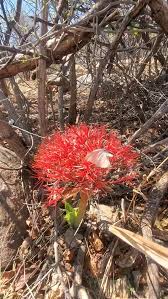 Image result for Hypericophyllum