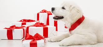 Jul 14, 2015 · give a gift subscription this. The Best Way To Surprise Someone With A Puppy For Christmas