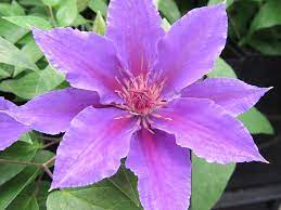 Вид «жгучий мелкоцветковый» или clematis flammula широко распространен в закавказье, передней и малой азии, на средиземноморском. Clematis Ines Brushwood Nursery Clematis Specialists