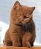 The Cinnamon British Shorthair | Bombadillo Kittens