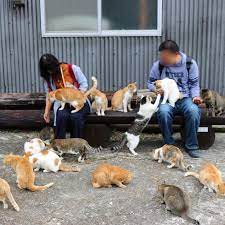 aushima kedi adasi kedi sevimli kediler