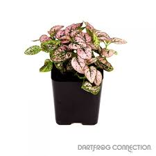 Image result for Hypoestes cancellata