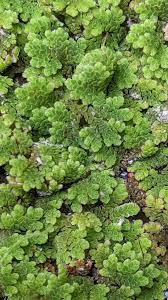 Image result for Azolla filiculoides