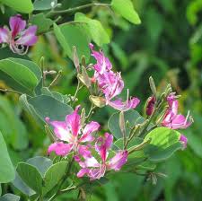 Image result for Bauhinia purpurea