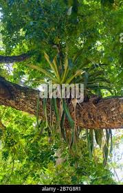 Image result for Khaya grandifoliola