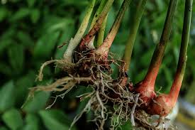 Rasa dominan pedas disebabkan senyawa keton bernama zingeron. Penelitian Jahe Merah Dan Jambu Biji Potensial Tangkal Corona Mongabay Co Id